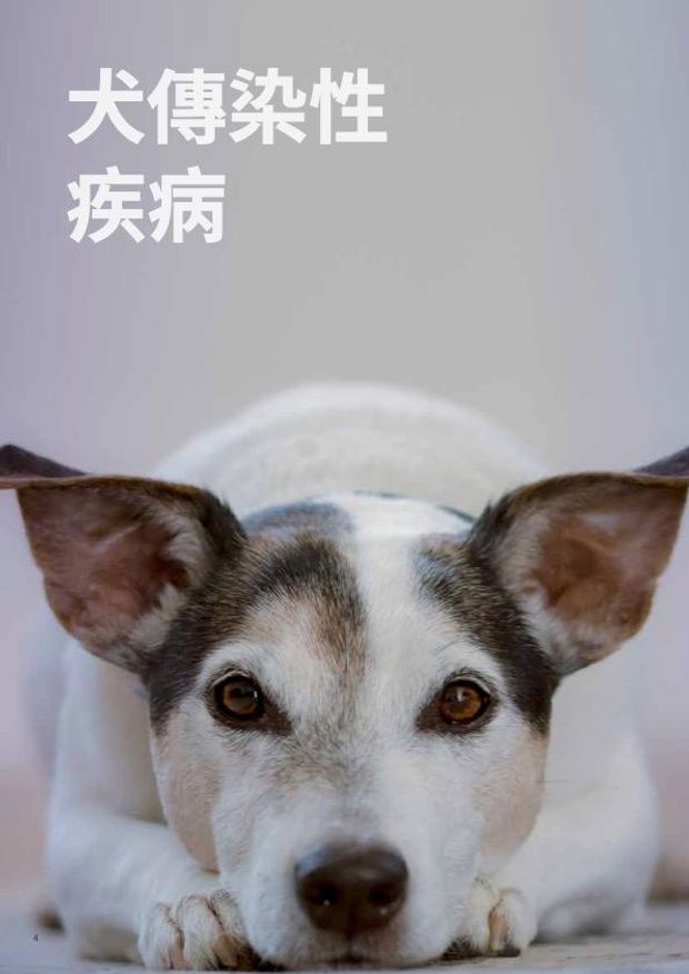 封面-FLEX4 快速檢測.jpg