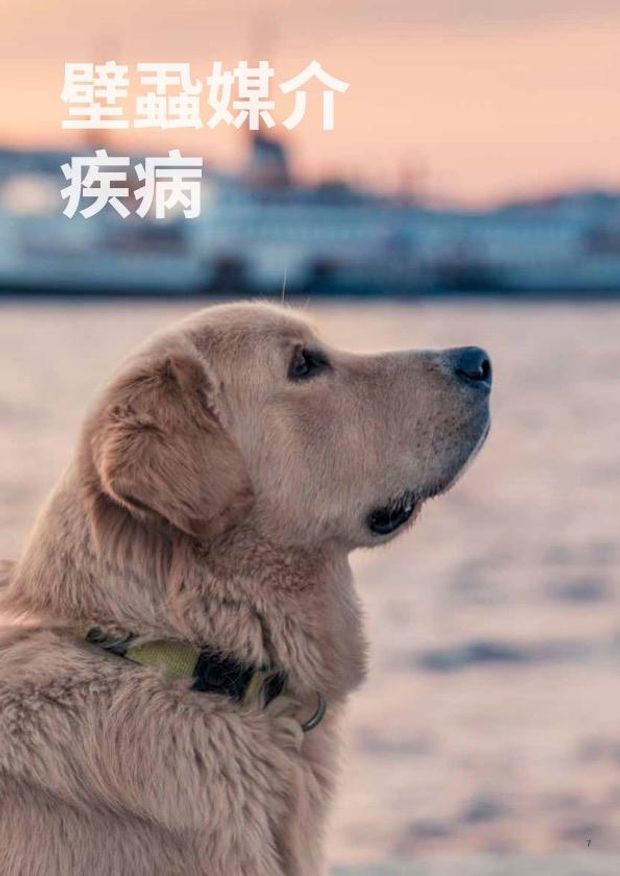 封面-艾利希氏體快速檢測.jpg